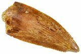 Serrated, Raptor Tooth - Real Dinosaur Tooth #269393-1